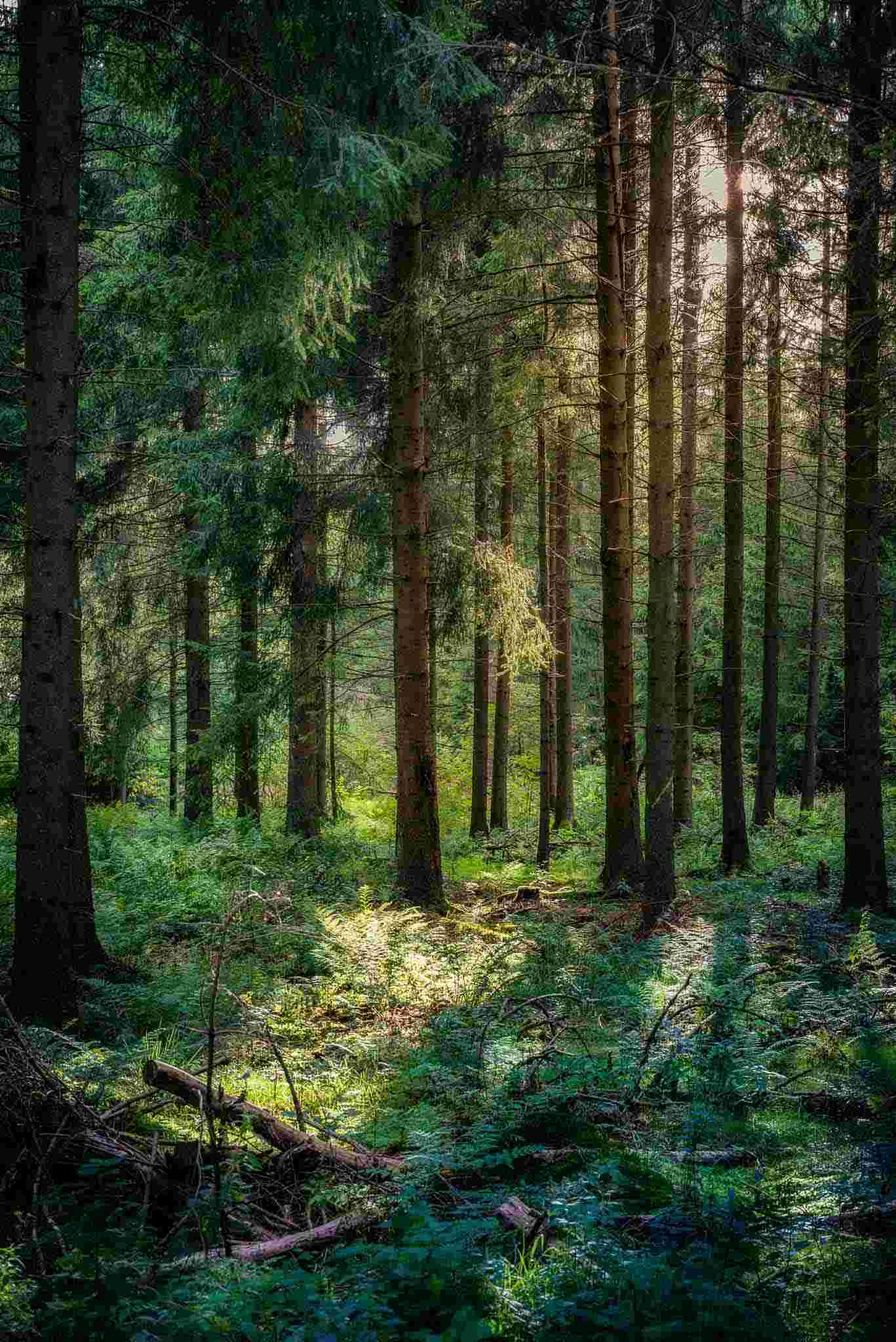 Ein Einblick in ein mit vielen Bäumen dicht bedecktes Waldstück, in das ein bisschen Licht schimmert. Auch in solch abgelegenen Orten muss man mit einer Komposttoilette auf nichts verzichten.